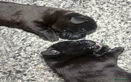 Labrador Retriever dogs for sale: 🖤 Labrador Puppies 💛 - Image 6