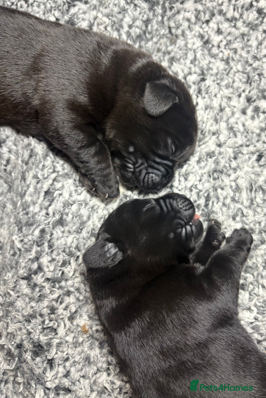 Labrador Retriever dogs for sale: 🖤 Labrador Puppies 💛 - Image 6