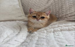 British Shorthair cats for sale: Golden british shorthair boy - Image 3