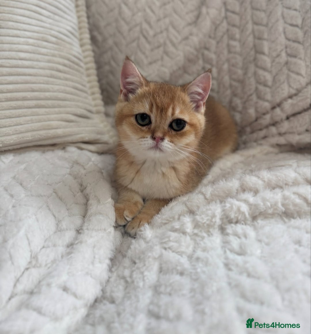 British Shorthair cats for sale: Golden british shorthair boy - Image 3