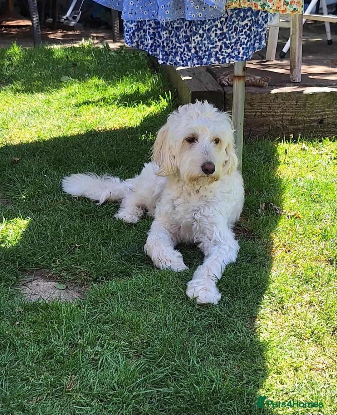 Cockapoo dogs for stud: Buddy for stud - Advert 6