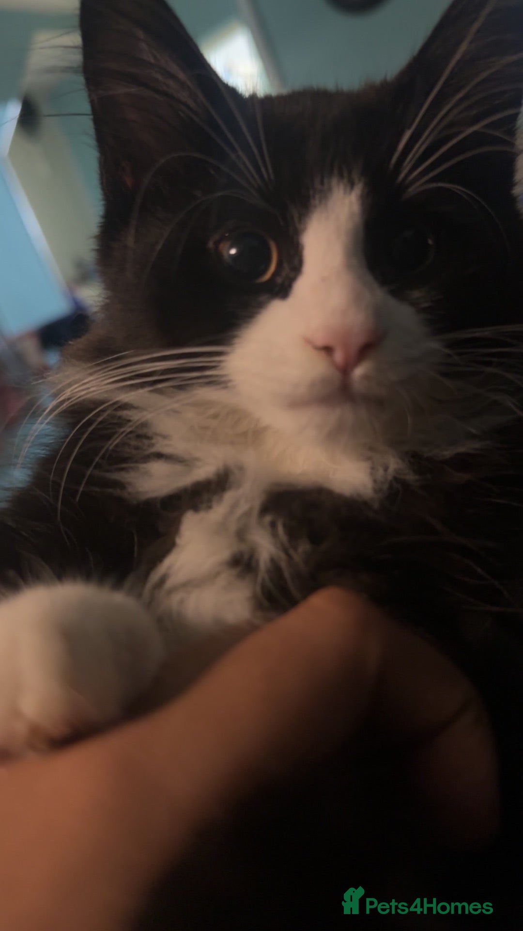 Mixed Breed cats kitten for sale - Advert 2