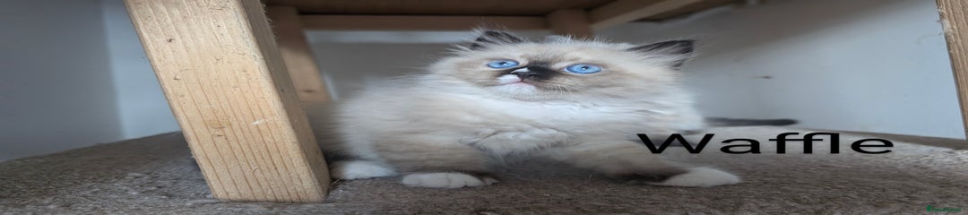 Neva Masquerade Kitten 2