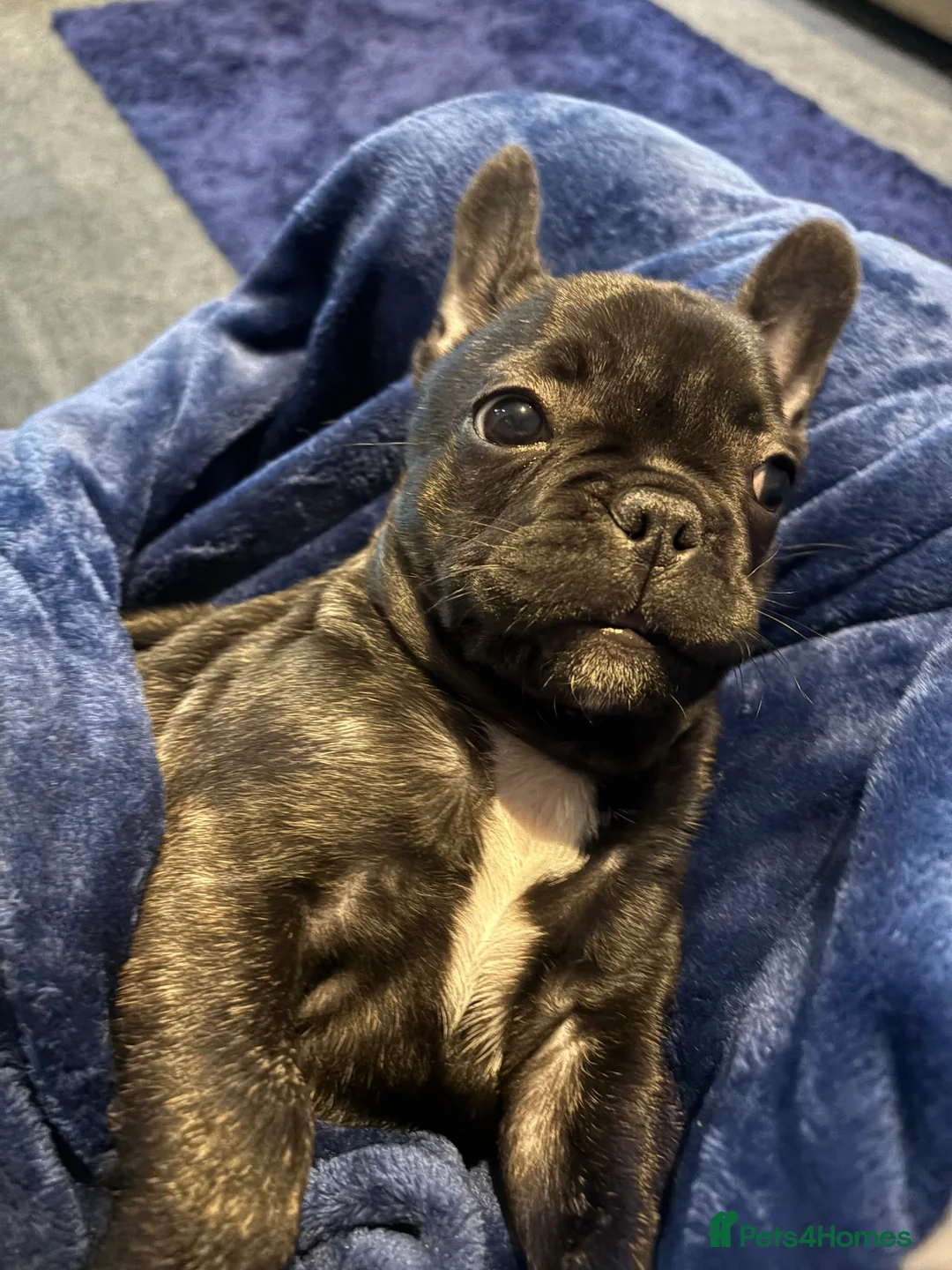 French Bulldog dogs for sale: 13 weeks old female called Rosie  - Advert 2