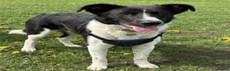 Border Collie dogs for adoption: Noah  in Nottingham - Advert 2