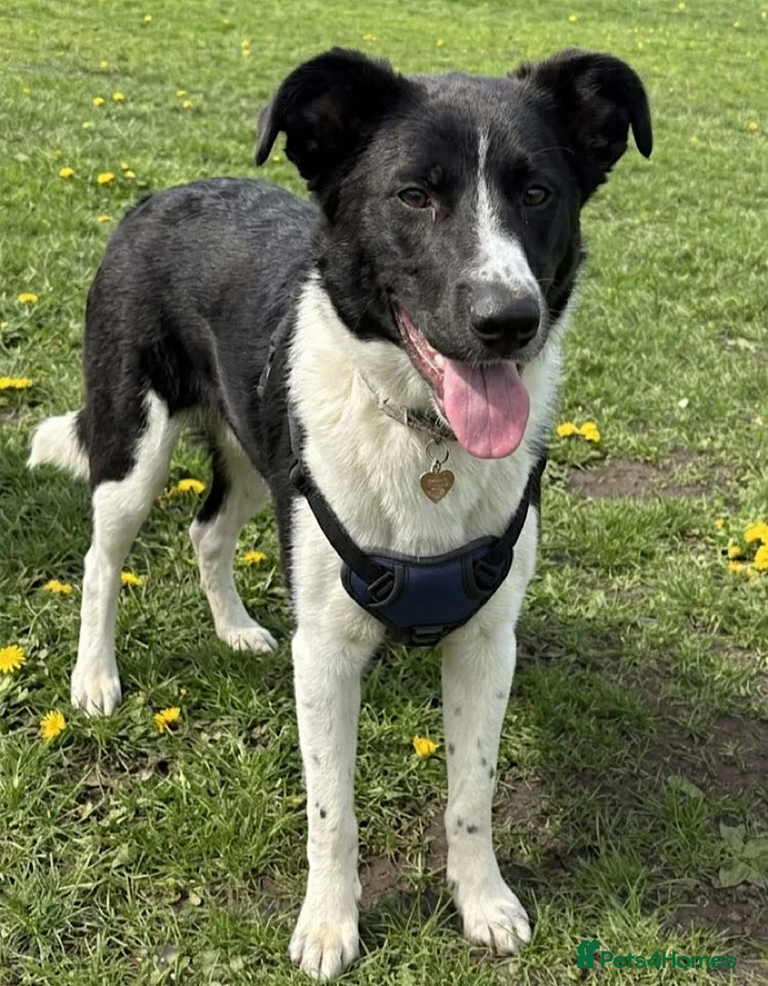Border Collie dogs for adoption: Noah  in Nottingham - Advert 2
