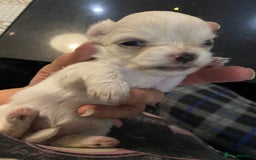 Chihuahua dogs for sale: Two white Chihuahua puppies  - Image 14