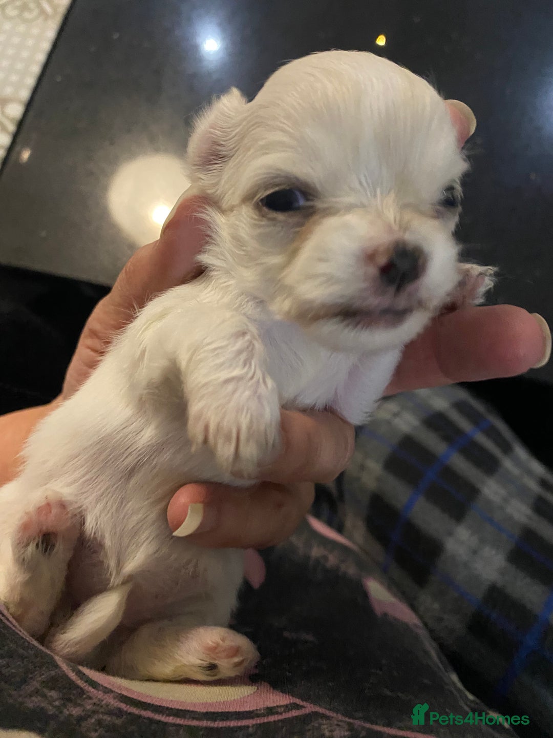 Chihuahua dogs for sale: Two white Chihuahua puppies  - Image 14