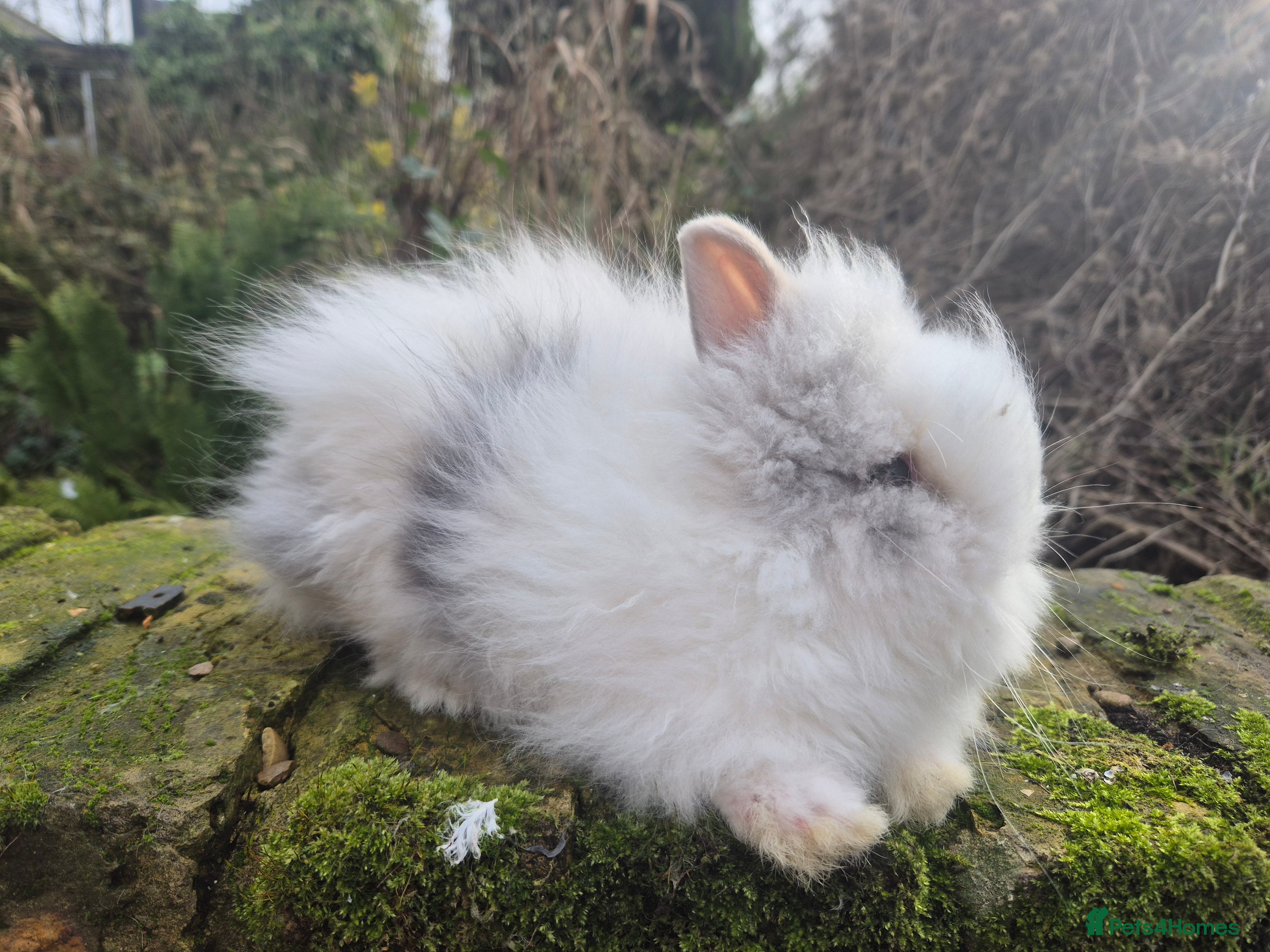 Angora rabbits 💓OUTSTANDING TEDDYDWERG, IMPORTED PARENTS💙  - Advert 7