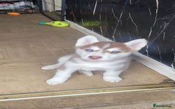 Siberian Husky dogs for sale: Husky puppies for sale 9 weeks old  - Image 4