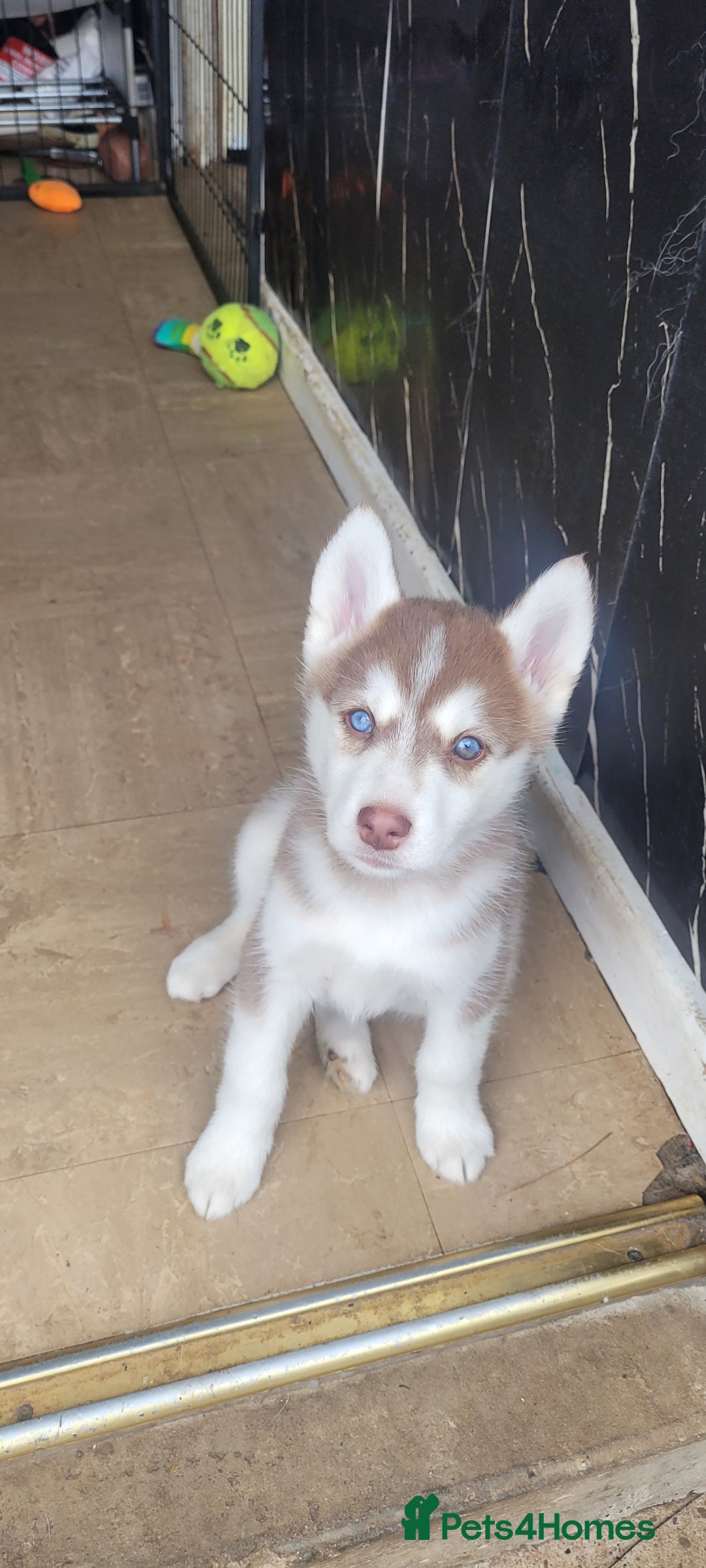Siberian Husky dogs for sale: Husky puppies for sale 9 weeks old  - Image 4
