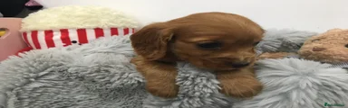 Cocker Spaniel Puppy 4