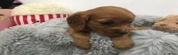 Cocker Spaniel dogs for sale: Show type cocker spaniel now ready to leave in Daventry - Advert 24
