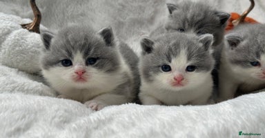 British Shorthair cats - Advert 2
