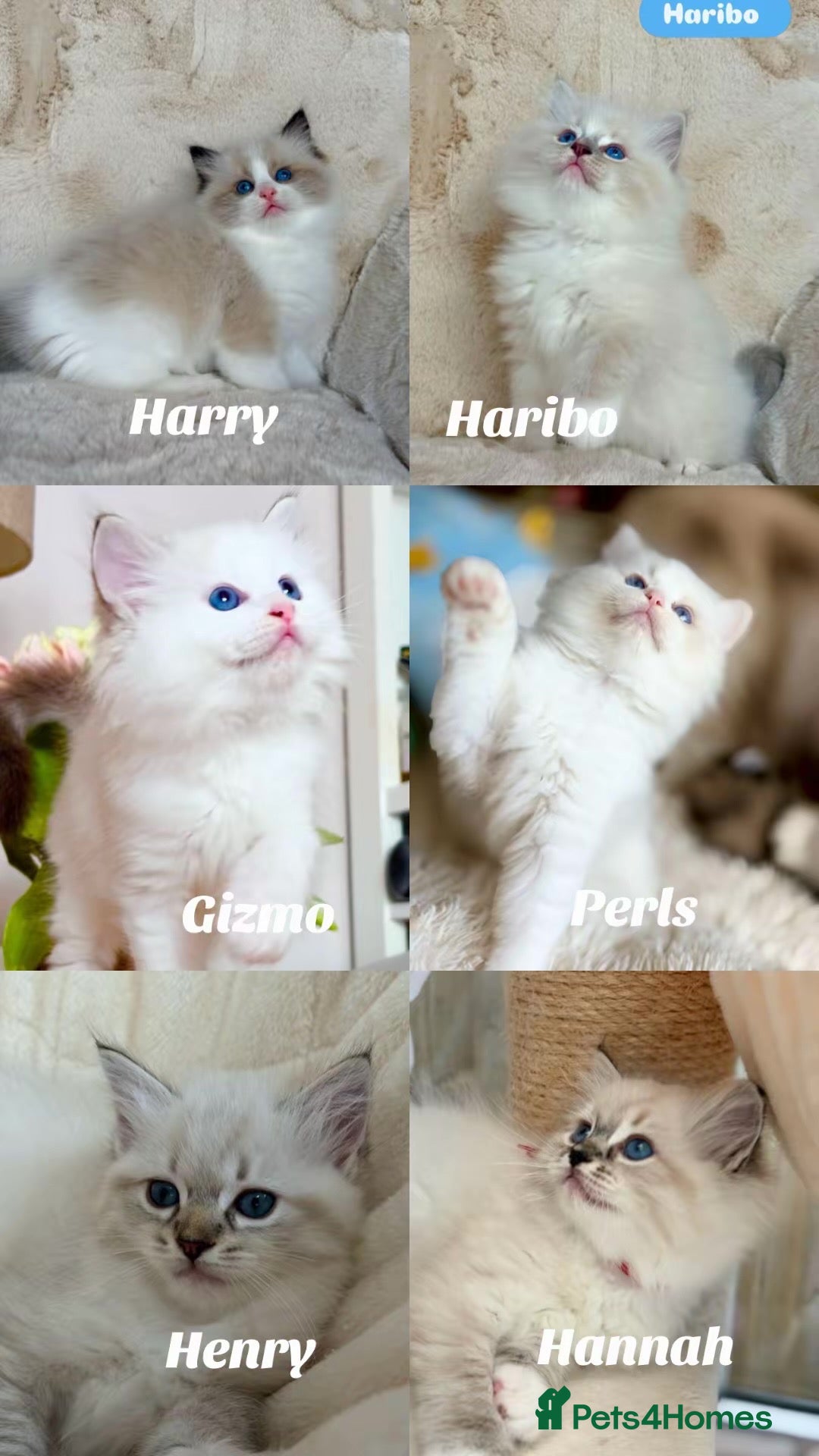 Ragdoll cats Pedigree show quality kitten Ragdolls 💝 - Advert 1