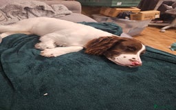 English Springer Spaniel dogs for sale: Springer spaniel  - Image 4