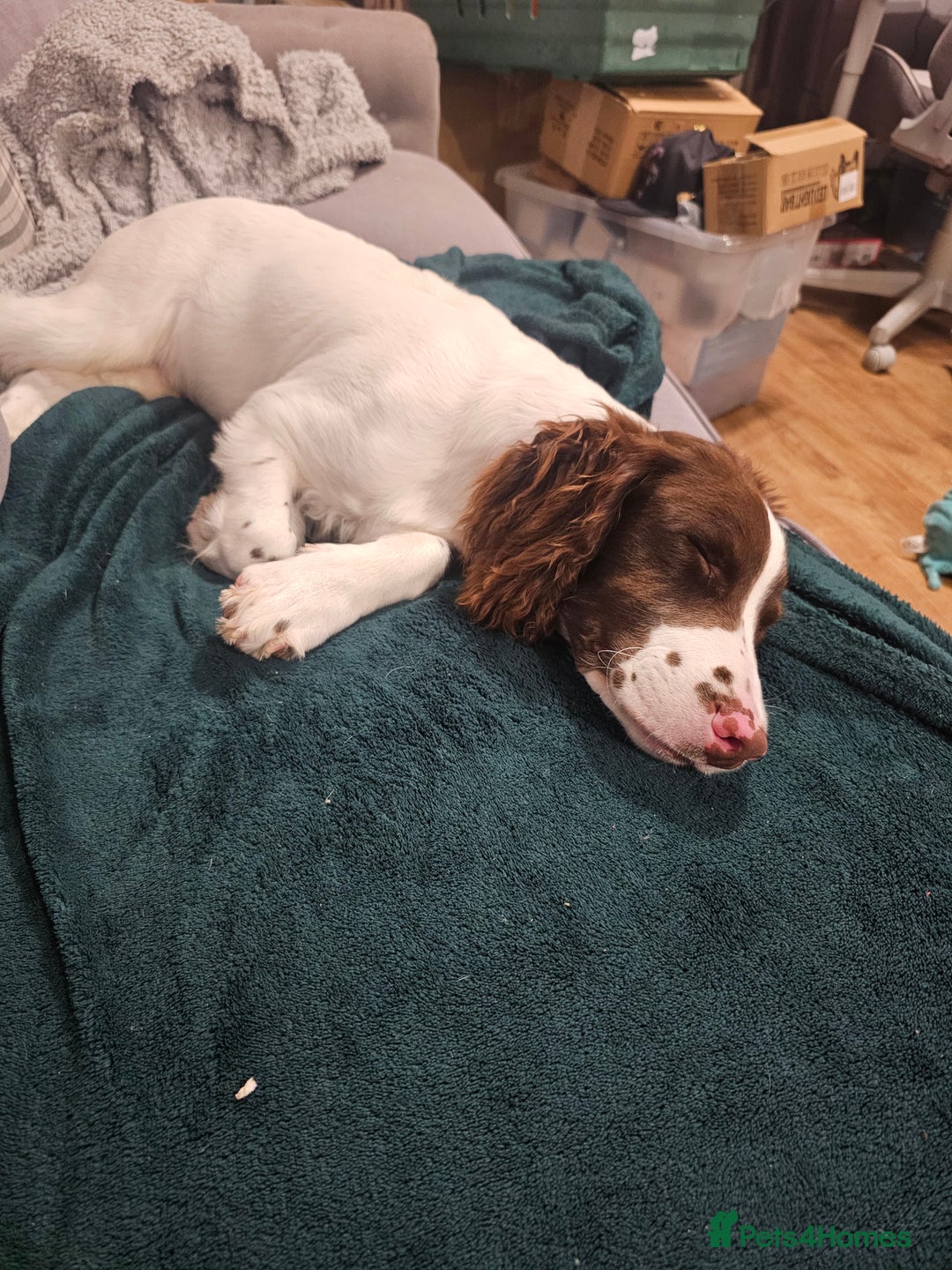 English Springer Spaniel dogs for sale: Springer spaniel  - Image 4