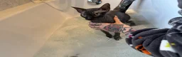 Sphynx cats for sale: Our beloved sphynx siblings  - Advert 6