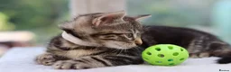 Mixed Breed cats for sale: Tabby Kittens Ready SOON - Advert 22