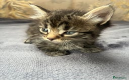 Egyptian Mau cats for sale: Egyptian mau x - Image 23