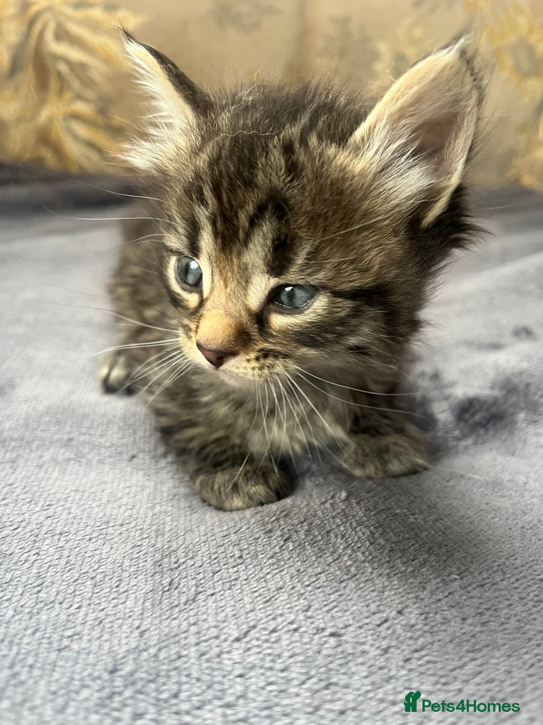 Egyptian Mau cats for sale: Egyptian mau x - Image 23