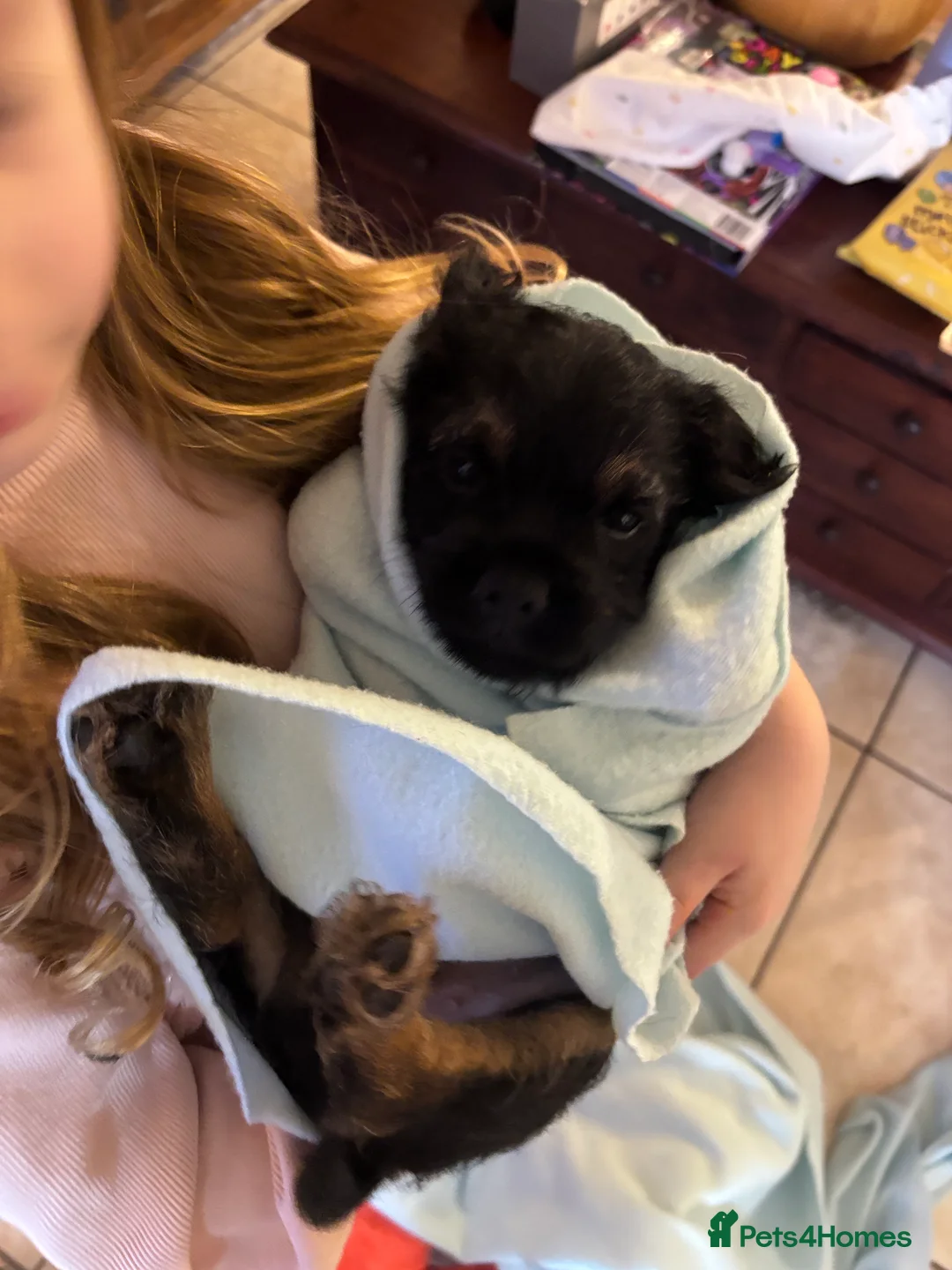 Border Terrier dogs for sale: Stunning KC Registered Border Terrier Puppies - Advert 2