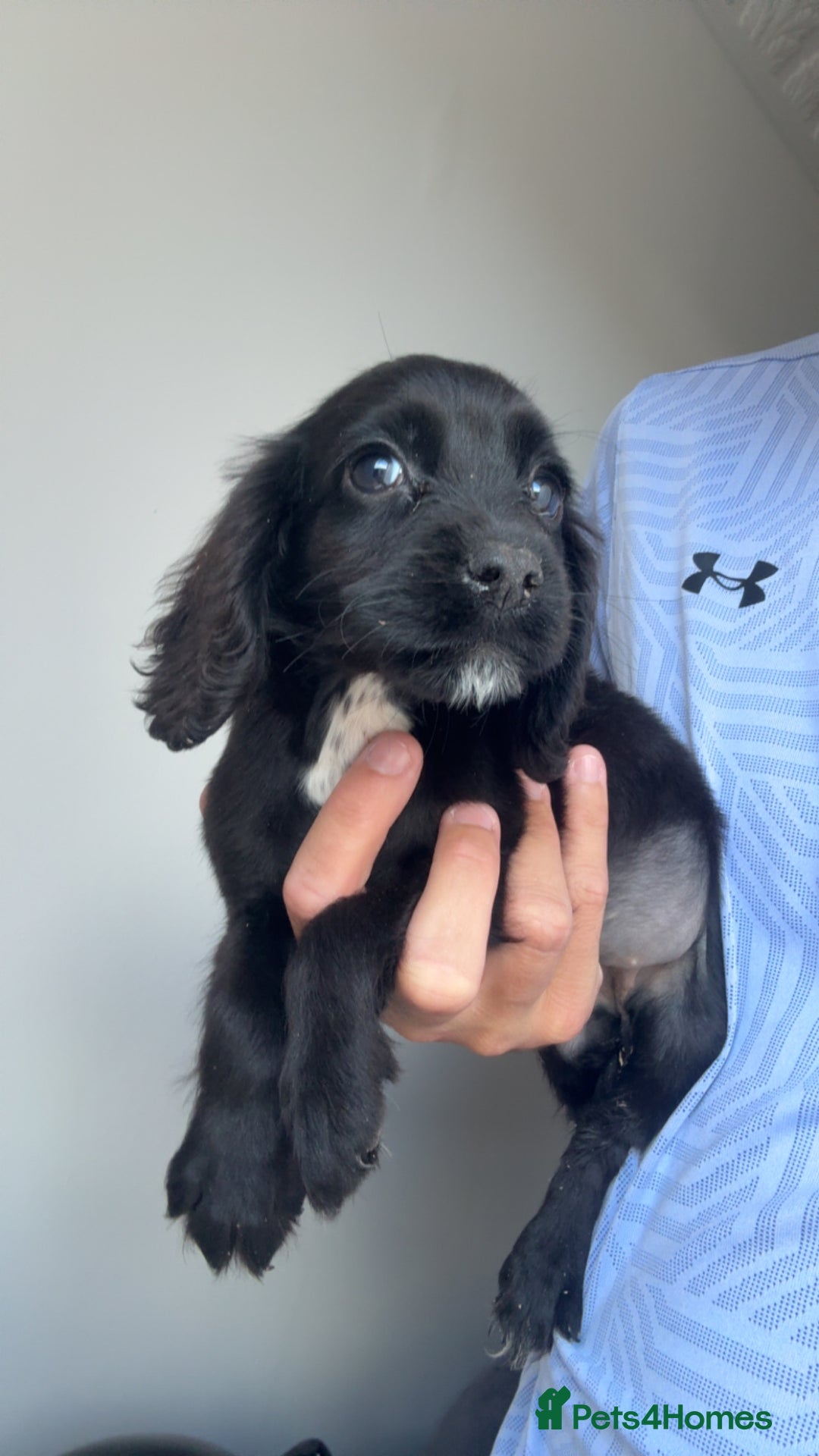 Cocker Spaniel dogs for sale: Cocker spaniel puppies  - Image 5