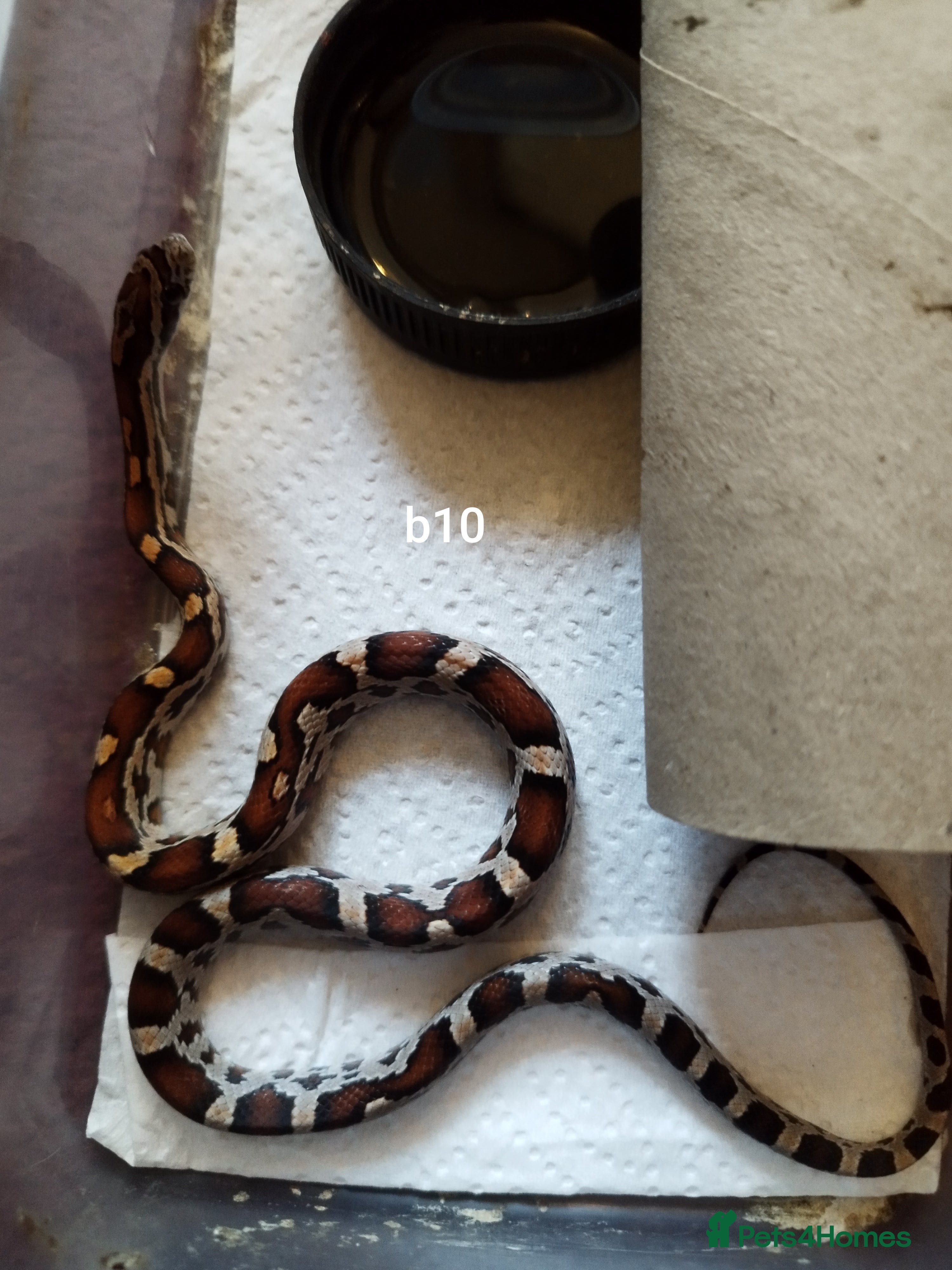Corn Snake reptiles Cb 2025 cornsnake hatchlings  - Advert 9