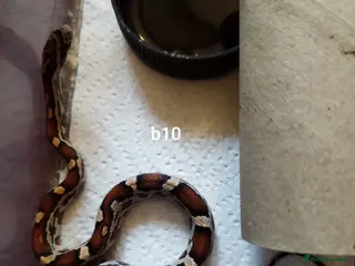 Corn Snake reptiles Cb 2025 cornsnake hatchlings - Advert 9