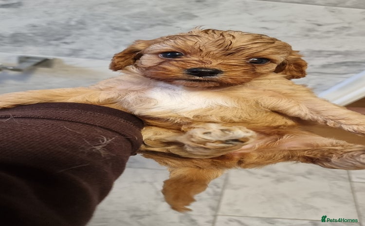 Cavapoo dogs Stunning f1 toy cavapoo girls - Advert 4