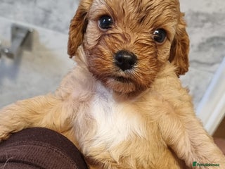 Cavapoo dogs Stunning f1 toy cavapoo girls - Advert 4