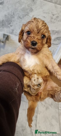 Cavapoo dogs Stunning f1 toy cavapoo girls - Advert 4