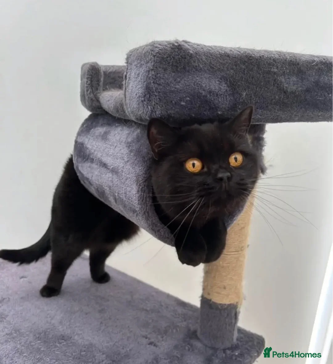 British Shorthair cats for sale: Black british shorthair kitten - Advert 1