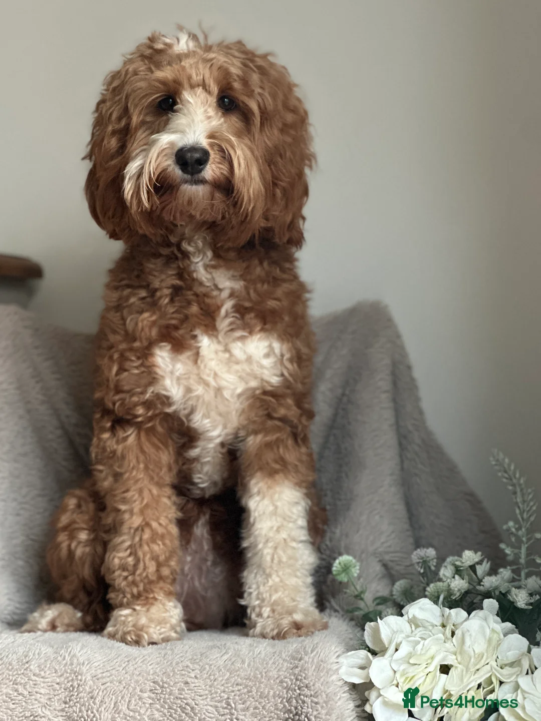 Australian Labradoodle dogs for sale: WALA Superior Australian Labradoodles-Waiting List - Advert 16