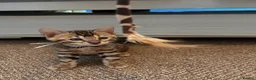 Bengal cats for sale: Pedigree Bengal Kittens, Ready from 20th October - Advert 11
