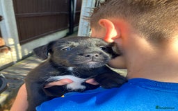 Patterjack dogs for sale: 2 little boys left for sale beautiful puppies - Image 8