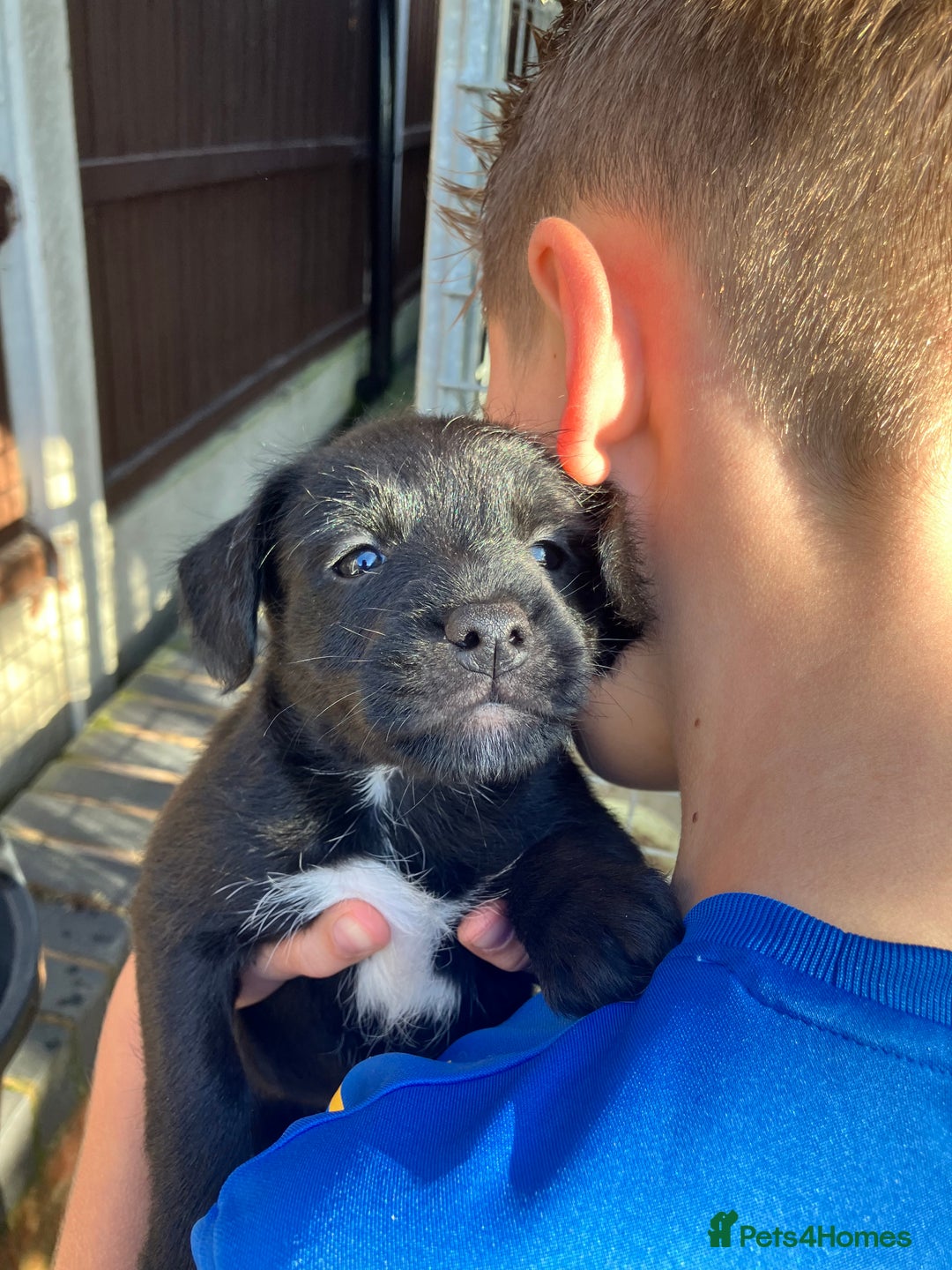 Patterjack dogs for sale: 2 little boys left for sale beautiful puppies - Image 8