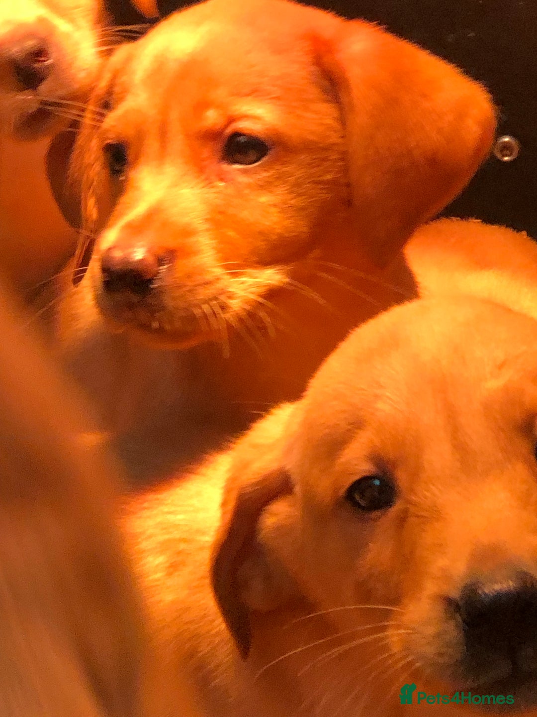 Labrador Retriever dogs for sale: chunky kc registered labrador pups - Advert 15