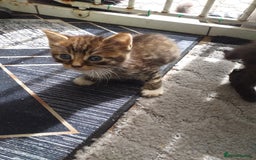 Mixed Breed cats for sale: Kittens  - Image 5