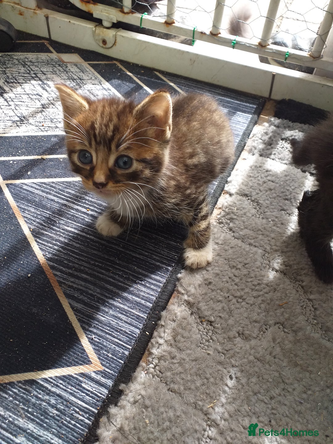 Mixed Breed cats for sale: Kittens  - Image 5