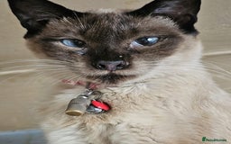 Balinese cats for sale: Kitten for sale - Image 9