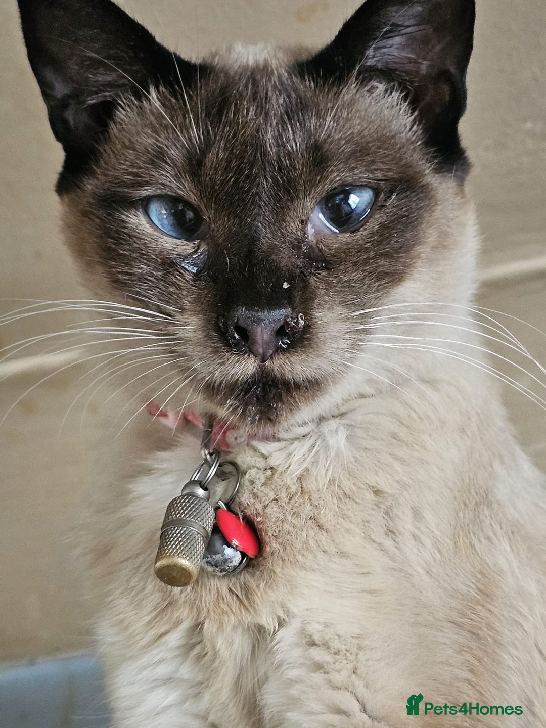 Balinese cats for sale: Kitten for sale - Image 9