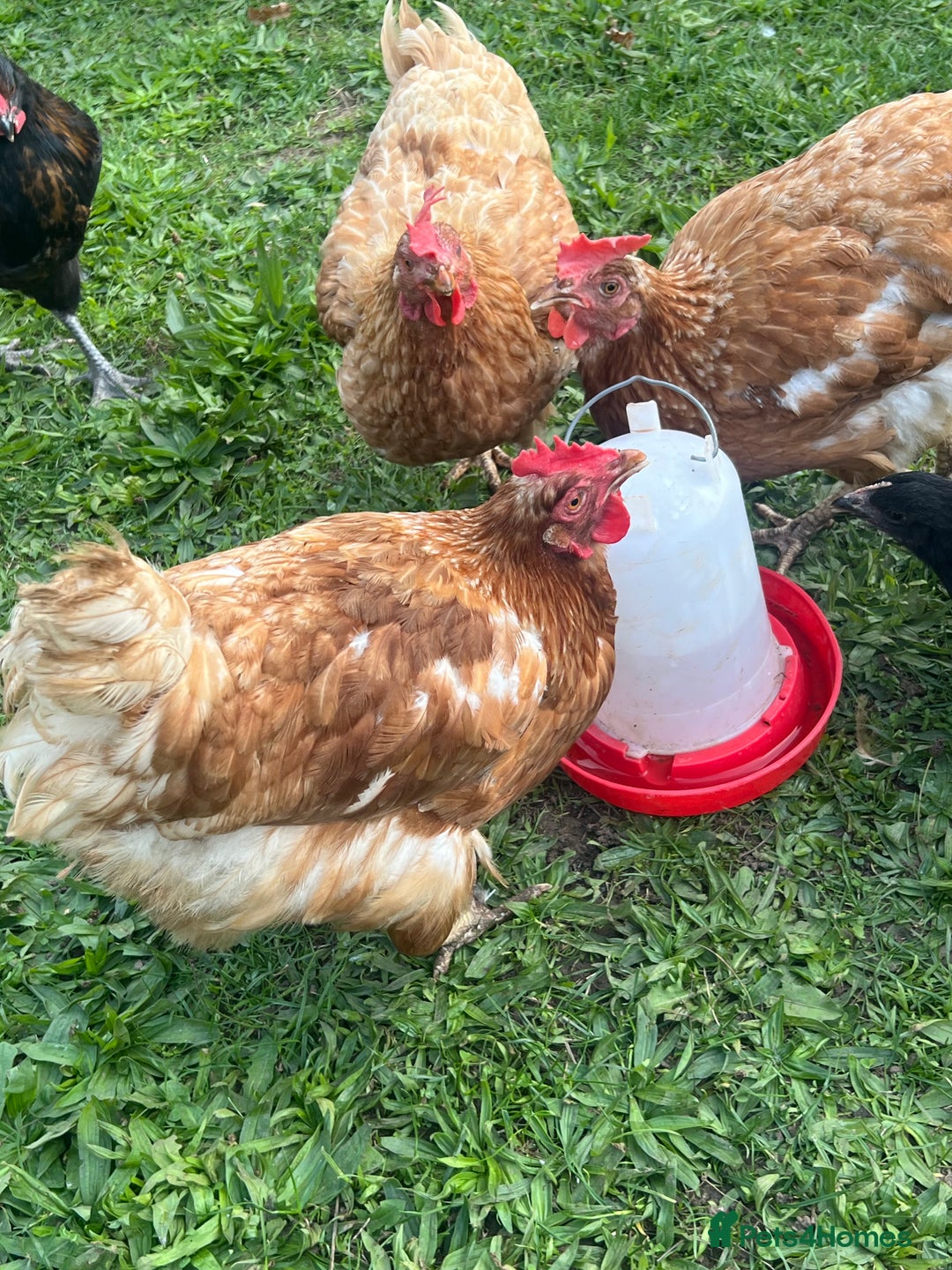 Chickens poultry for sale: Laying Hens for Sale – Healthy Brown Egg Layers - Image 3