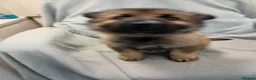 German Shepherd dogs for sale: German Sheperd Puppies in Lincoln - Advert 2