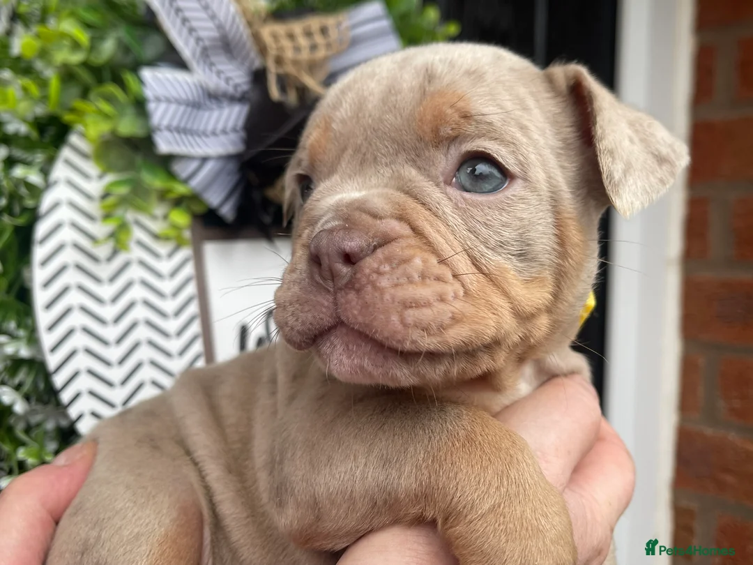 Olde English Bulldogge dogs for sale: Olde English Bulldogs - Advert 23