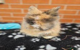 Lionhead rabbits for sale: Double Maned Lionhead  - Image 21