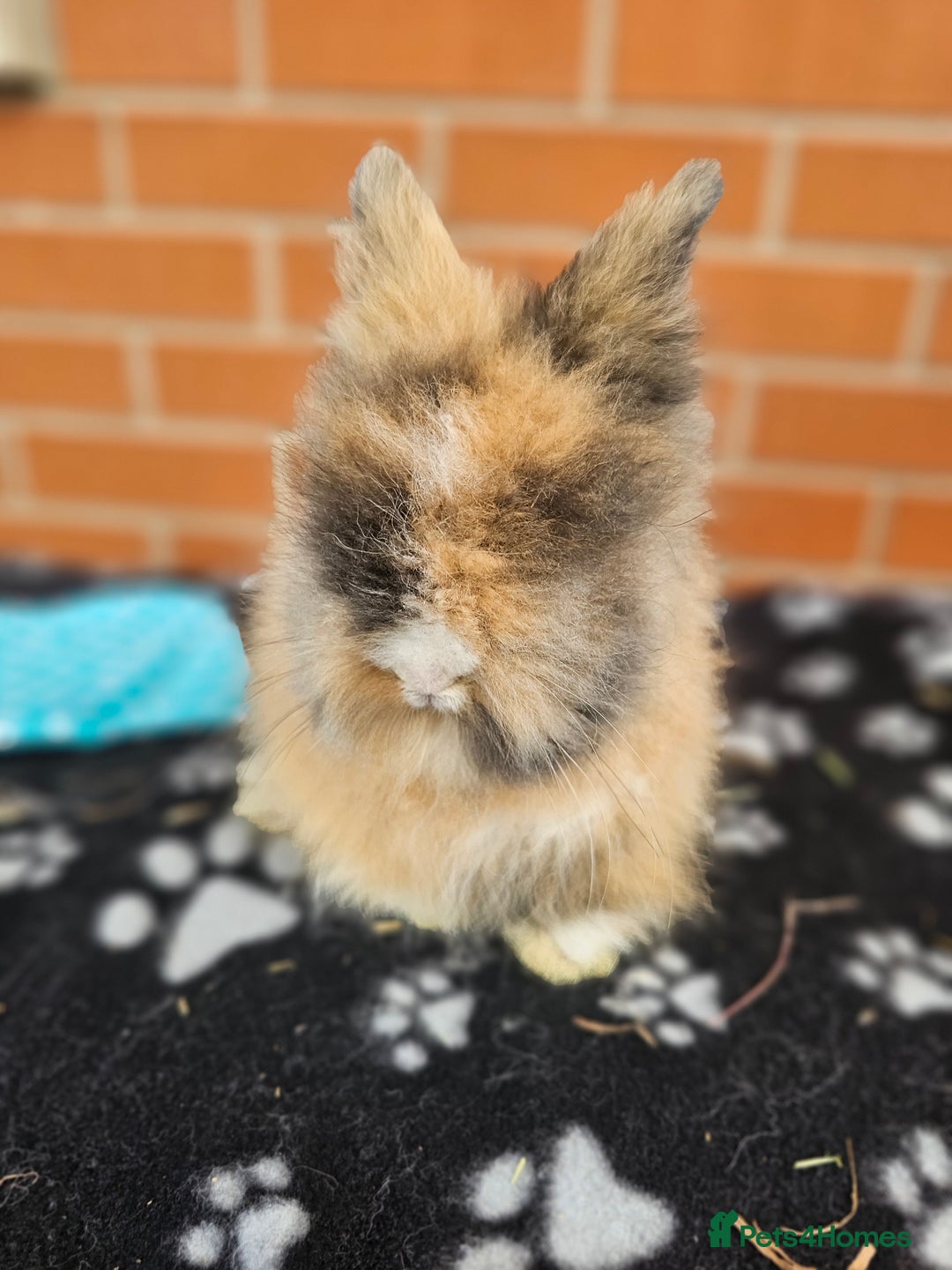 Lionhead rabbits for sale: Double Maned Lionhead  - Image 21