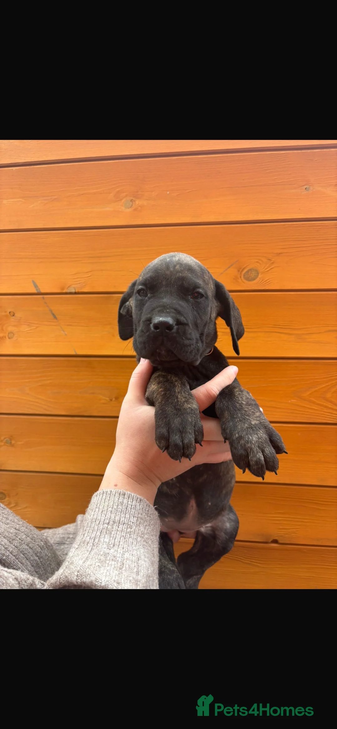 Presa Canario dogs for sale: Presa Canario puppies REDUCED  - Advert 35