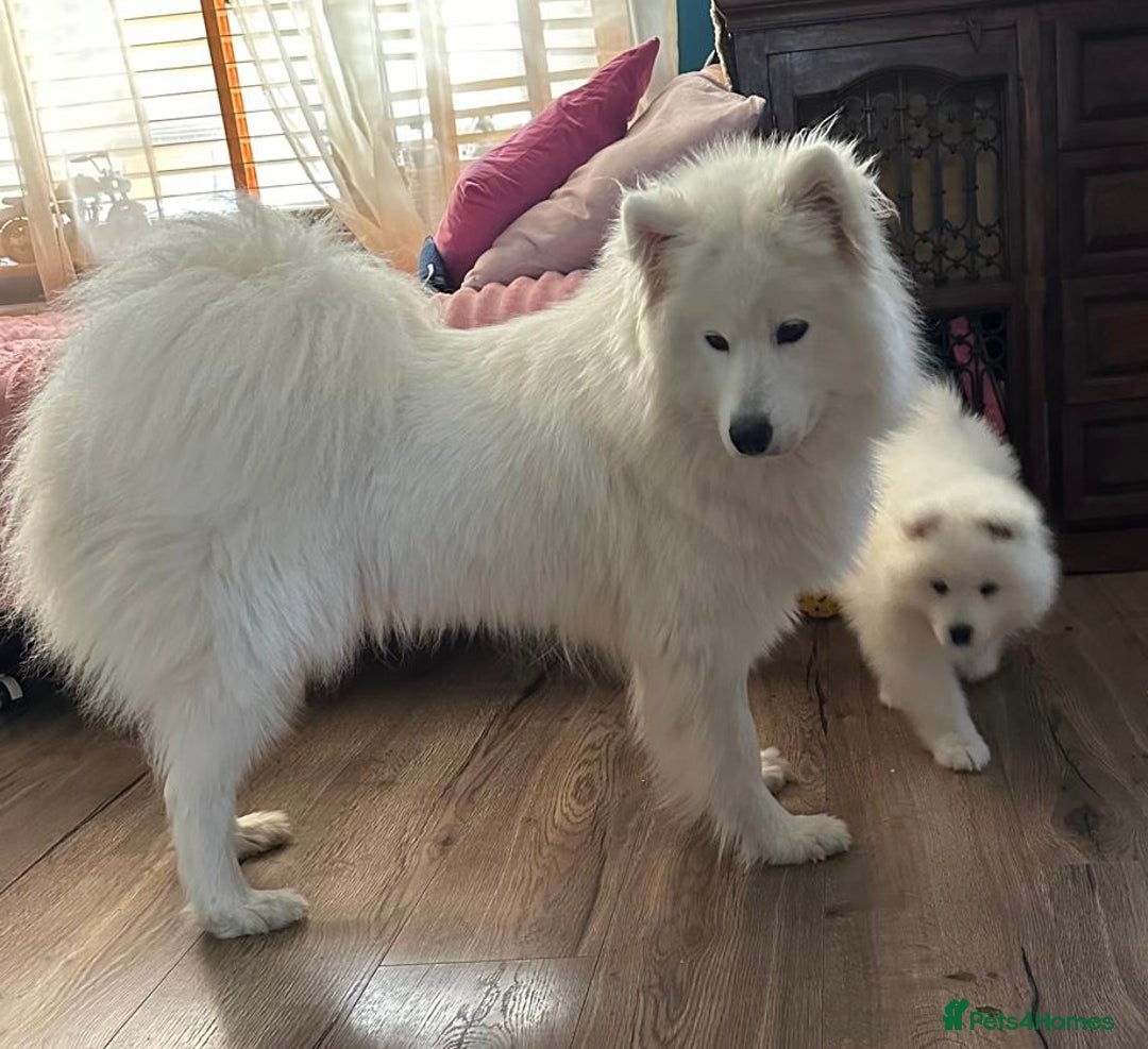 Samoyed dogs for sale: 🐾 Beautiful KC Registered Samoyed – 7 Months Old - Advert 9