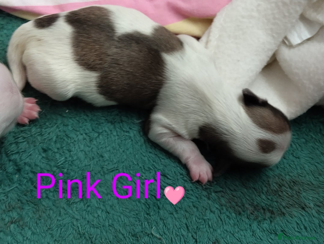 Morkie dogs for sale: Beautiful Morkie Puppies - Image 12